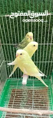  1 طيور حب  عصافير حب   ببغاء حب  بادجي   طيور  عصافير  ببغاء