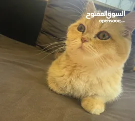  4 سكوتش فولد جولد ستريت