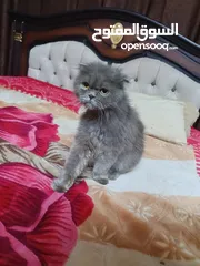  5 قطه سكوتش فولد لون سكني للبيع بسعر مغري جدا للتواصل  القطه اكتير الاليفه وهاديه