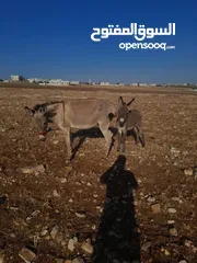  2 حماره للبيع  مع جحشها