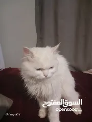  2 قط لتبني ة