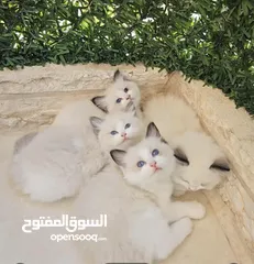  1 قطط راغدول دم صافي