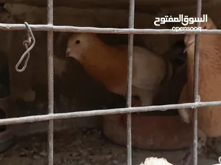  7 طيور حمام للبيع