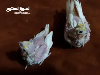  27 مجموعة طيور جواز كلها شغاله أن شاء الله