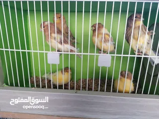  6 جلوستر مخاليف جلوستر..............