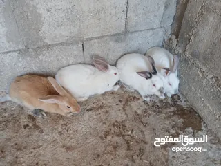  2 طقم ارانب ثلث اناثي وذكر انثيتين وذكر فرنسيات وانثى بلديه