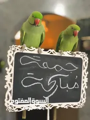  3 للبيع زوج ببغاء درة