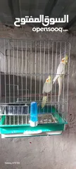  4 جوزين كوكتيل شغالات