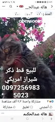  2 للبيع قطه شيرازي سكوتش بسعر 400 شيكل  للاستفسار
