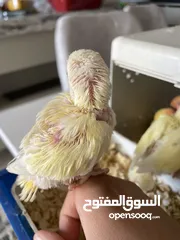  4 فرخ بركديلو روز كريمه 