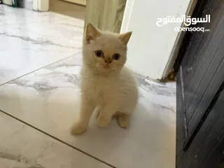  2 قطط همالايا عمرهم شهرين