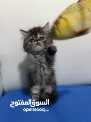  9 قطط كيتين (kitten ) همالايا   من ام هيمالايا واب بيكي فيس