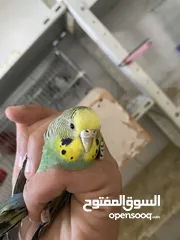  3 جوزين لف بيرد