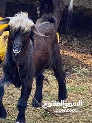  2 تيس عماني للبيع ما شاء الله