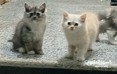  4 قطط بيت شيراز