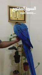  2 fully tamed jumbo size Bolivian macaw