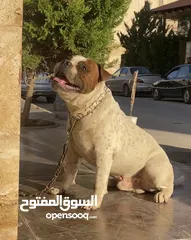  3 ذكر اميركان بولي