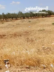  3 ارض للبيع في المغير حوض شعاب العناب