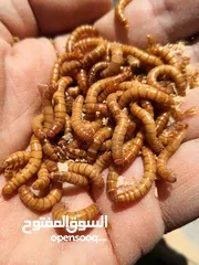  4 Live Mealworms for Sale – High Quality Feed (100Count)for reptiles and fish and turtle and chicken