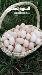  22 بيض بلدي طبيعي العين ابو ظبي 