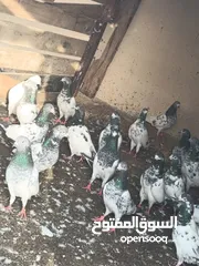  4 حمام للبيع انتاجي الساعه سات الكبار