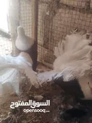  4 ثلاث اجواز ماكينه انتاج