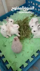  4 أرانب صغيرة للأطفال