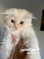  4 قطط سكوتش فولد لعوبين جدا معلمين على الليتر بوكس بسعر جمييل