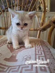  20 kittens for sale 60 days old    Scottish.