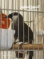  4 للبيع بلبل تايلندي