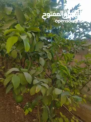  13 بيت للبيع السخنة