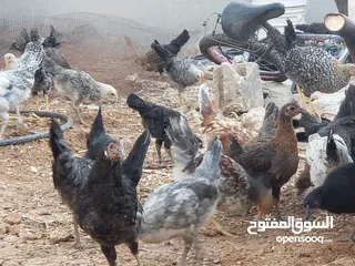  3 فرخات دجاج بلدي للبيع