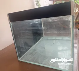  6 للبيع سلحفاة turtle