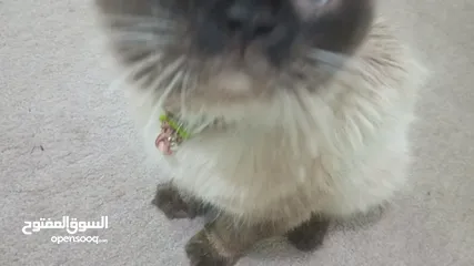  2 قط birman إليف عمره اكثر من سنة للبيع