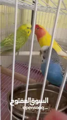  3 2 budgies and one lovebird un-taimed