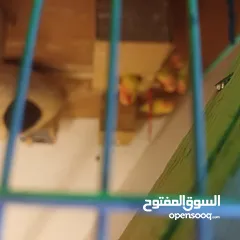  3 فحل كوكتيل وايت فيس جاهز للتجاوز