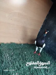  10 مسود اسود +طيرة يهودية سودة بسعر حرق