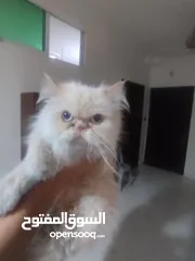  2 قططايه للبيع