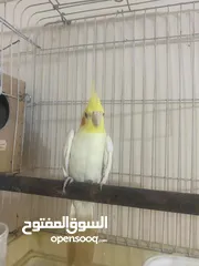  4 جوز كوكتيل على وجه بيض اغلب وقتهم بلكوخ