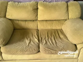  3 كنب دب أمريكي