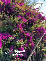 27 مزرعة وشاليه جنة النعيم طريق المطار للايجار اليومي