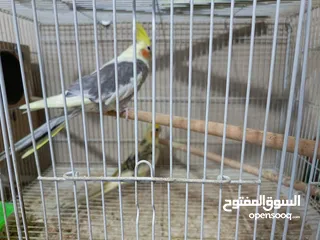  5 budgies and canary and cocktail for sale