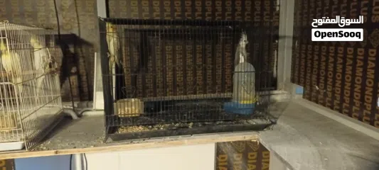  1 طيور كوكتيل بسعر مناسب التفاصيل في الوصف