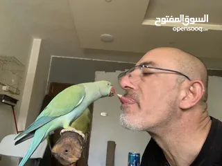  7 باذن الله جوز ببغاء دره هندي أليفات ومتكلمات