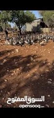  1 بيض بلدي /فيومي مخصب