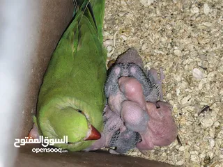  12 ببغاء كويكر. و دره. و فراخ دره و كويكر  تابع وصف طيور بسعر حرق