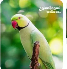  1 لدينا دره هندي اقره الوصف