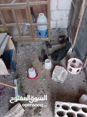  3 دجاج للبيع