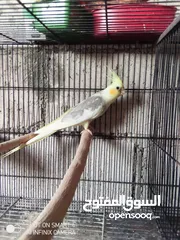  2 فحل باستل ابو فراخ حجم جامبو اقرأ الوصف