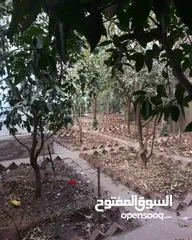  5 عماره ظخمه عرطه حق فلسطيني ثلاثه شوارع قريب الستين  للبيع للحاجه بسعر مغري جدا